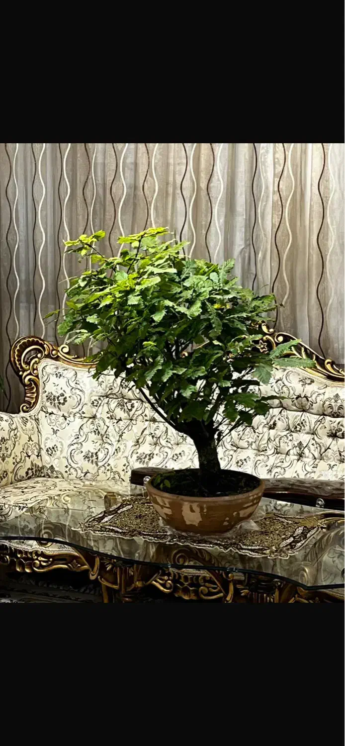 بنسای بلوط|گل و گیاه طبیعی|تهران, استاد معین|دیوار