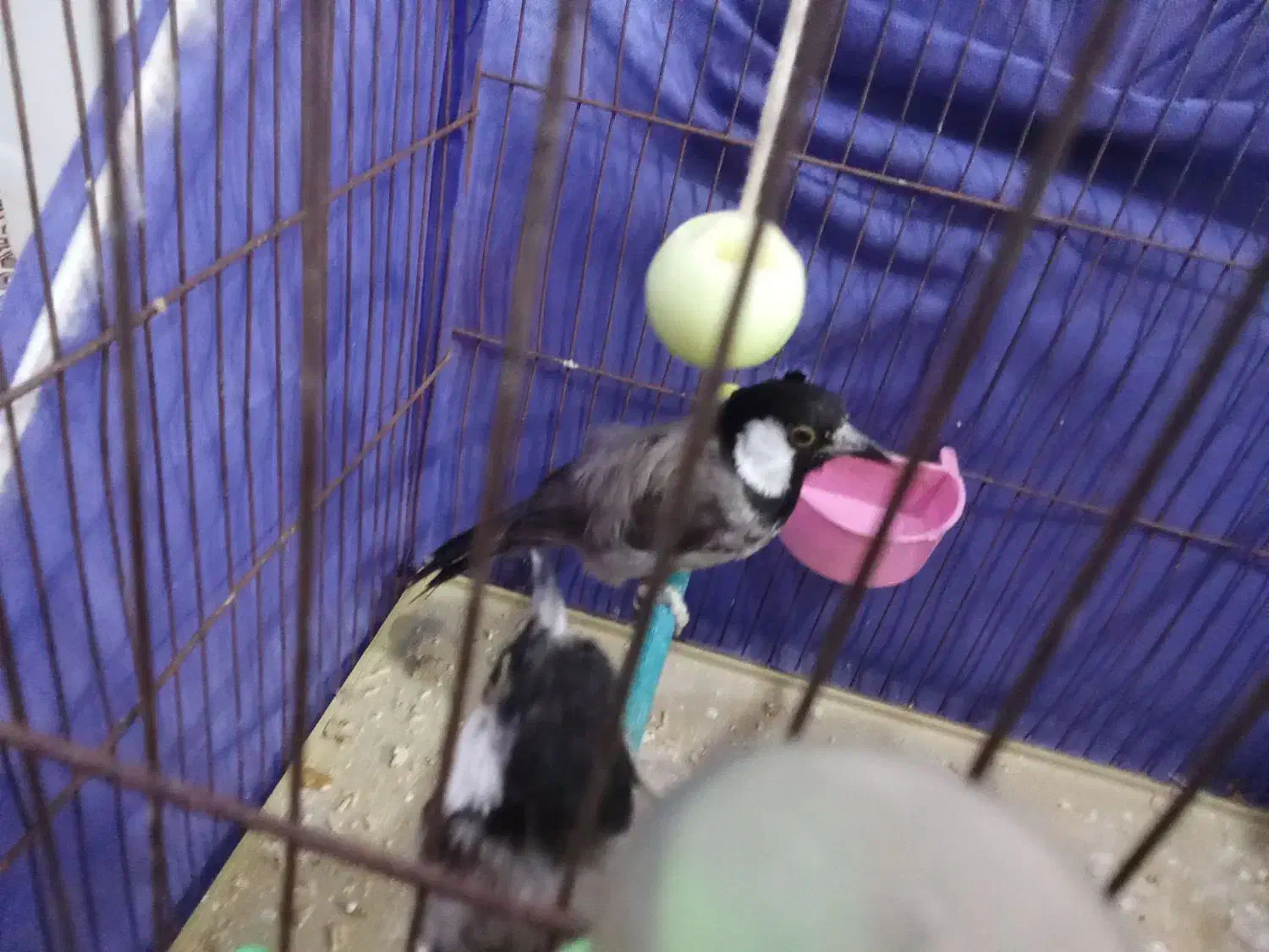 پرنده|پرنده|شادگان, |دیوار