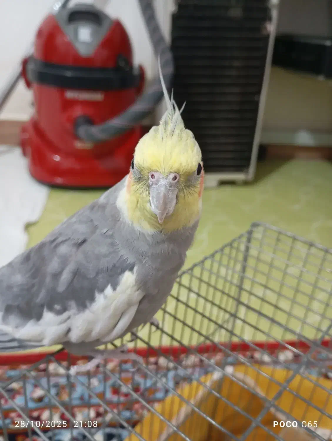 عروس هلندی|پرنده|فلارد, |دیوار