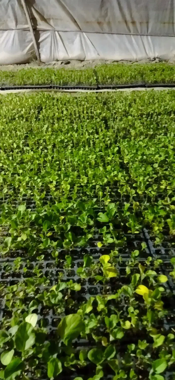 نشا گلخانه ای (فقط بادمجون )|گل و گیاه طبیعی|زابل, |دیوار