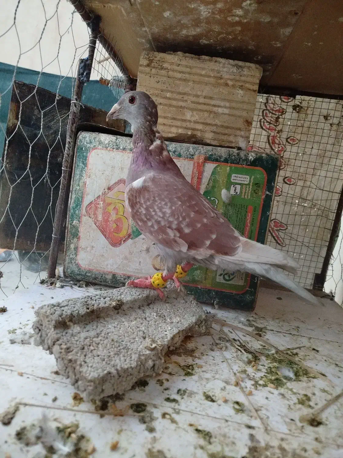 فروش کبوتر ماده|پرنده|جهرم, |دیوار