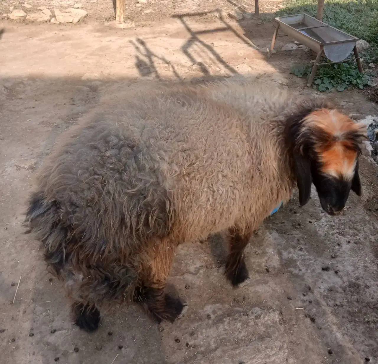 بره چاق|حیوانات مزرعه|مسجد سلیمان, |دیوار