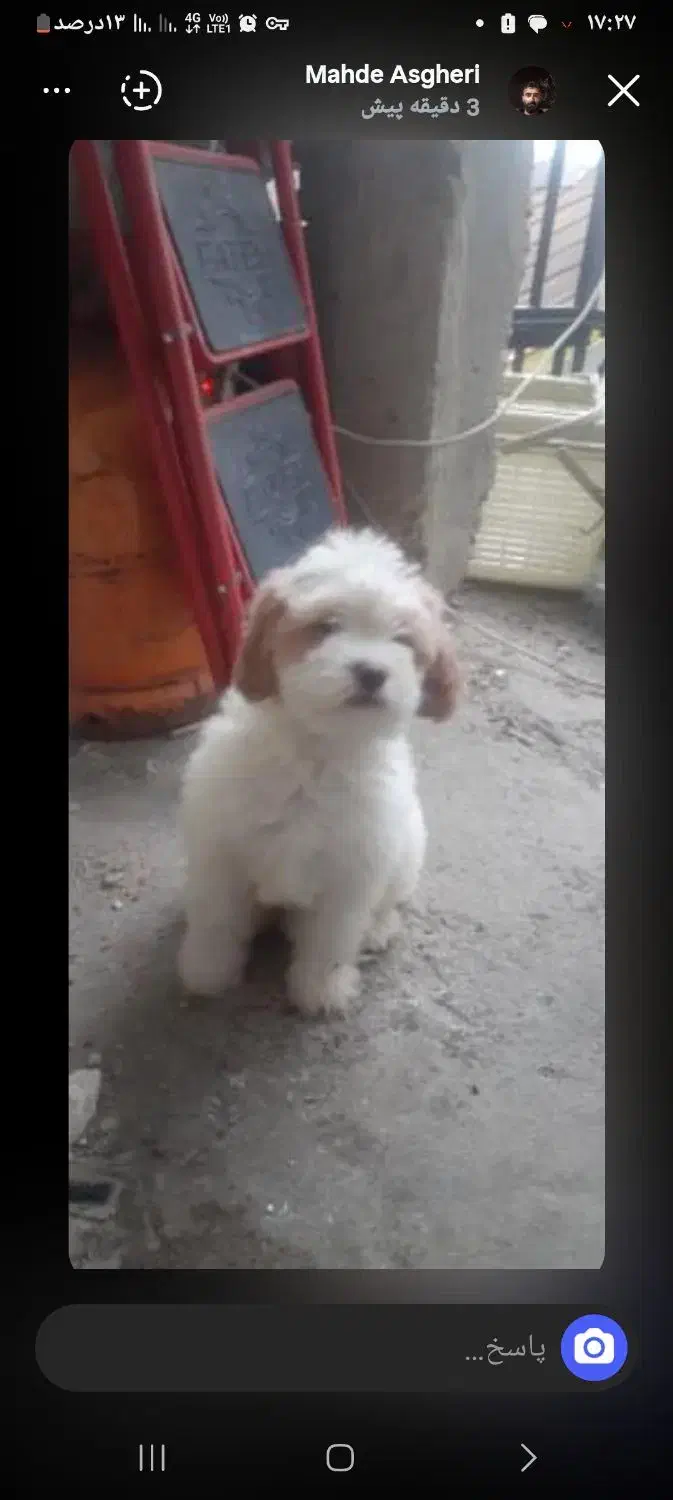 سگ ۲ ماهه    پاکوتاه|سگ|رشت, دباغیان|دیوار