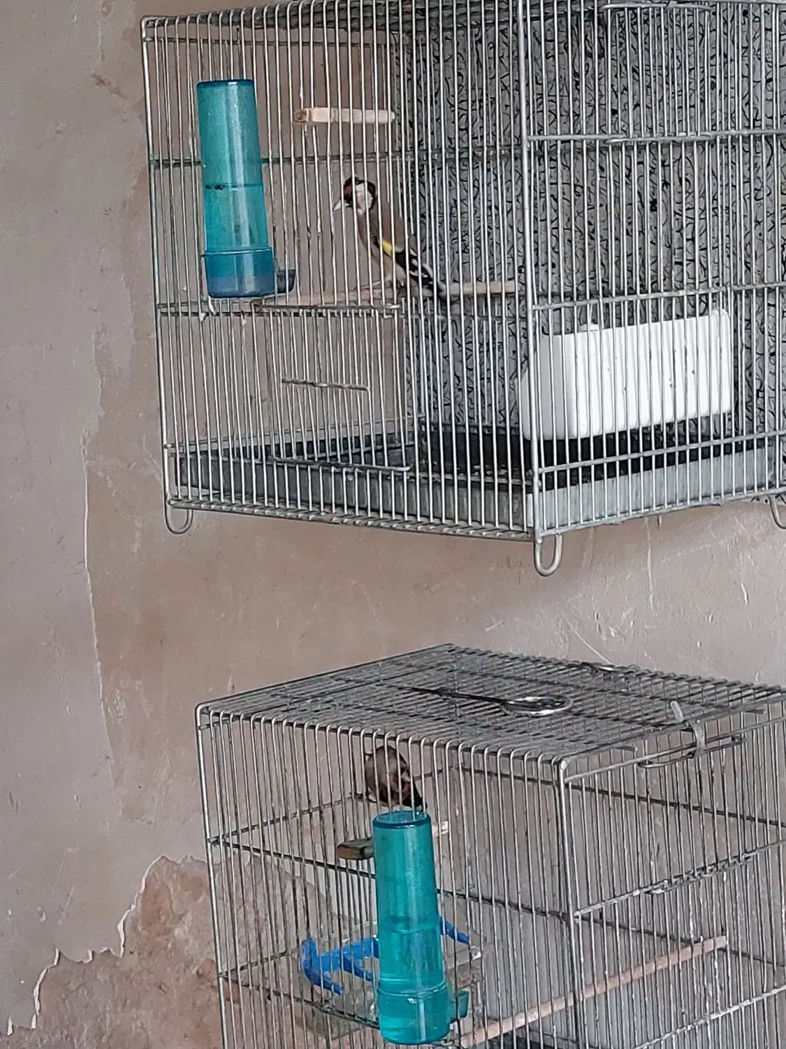 سهره چهار گل دهندار|پرنده|پاکدشت, پاکدشت (مامازند)|دیوار