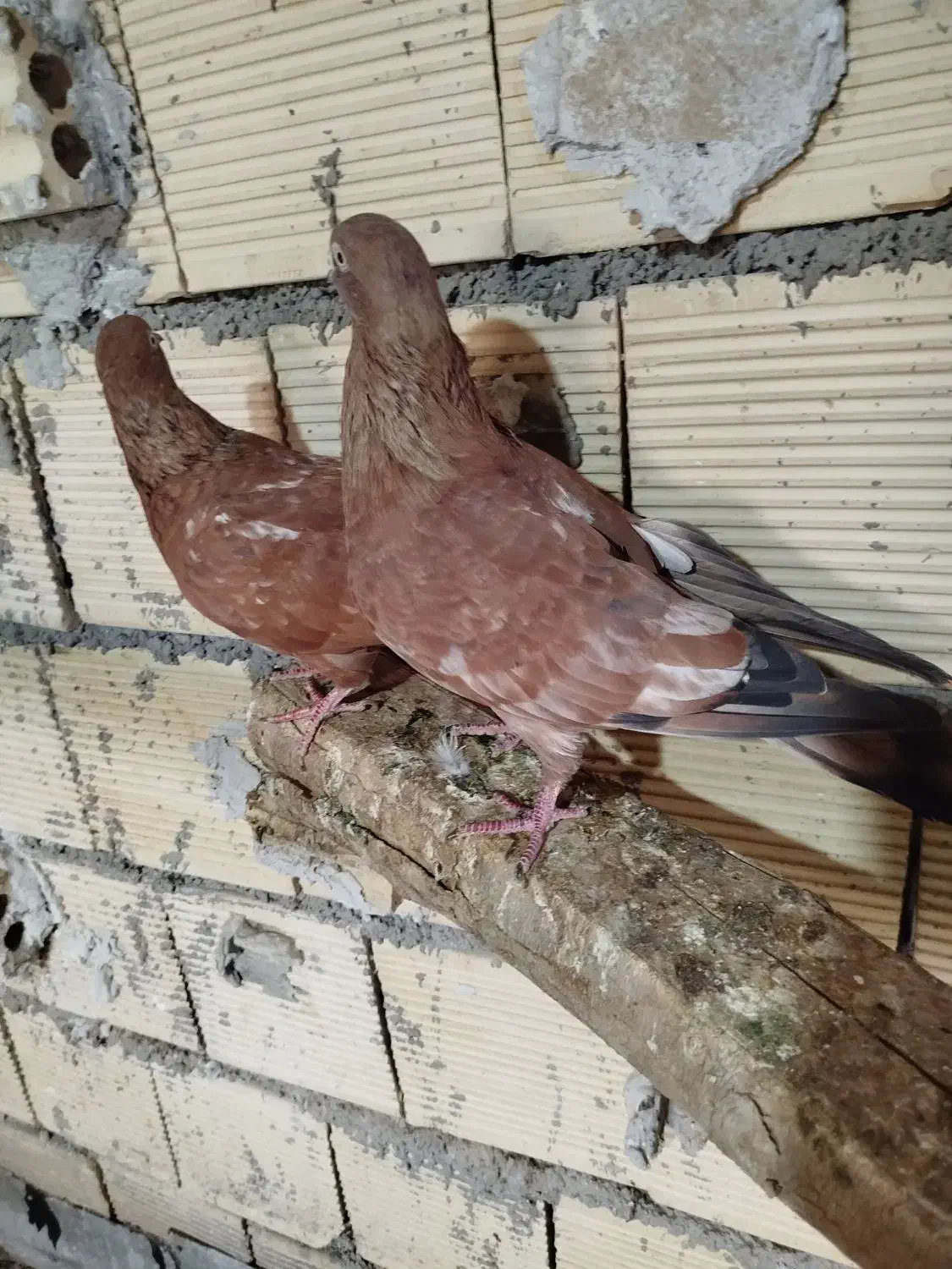 کفتر|پرنده|بندر ماهشهر, |دیوار