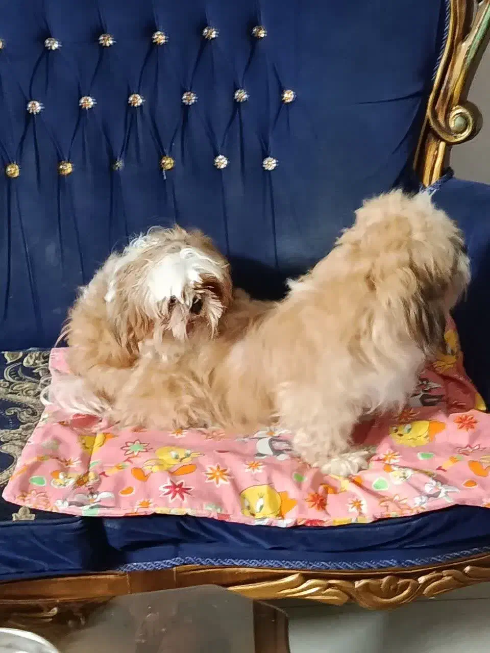 یک جفت سگ شیتزو ( نر و ماده )|سگ|فولادشهر, مسکن مهر فولادشهر|دیوار