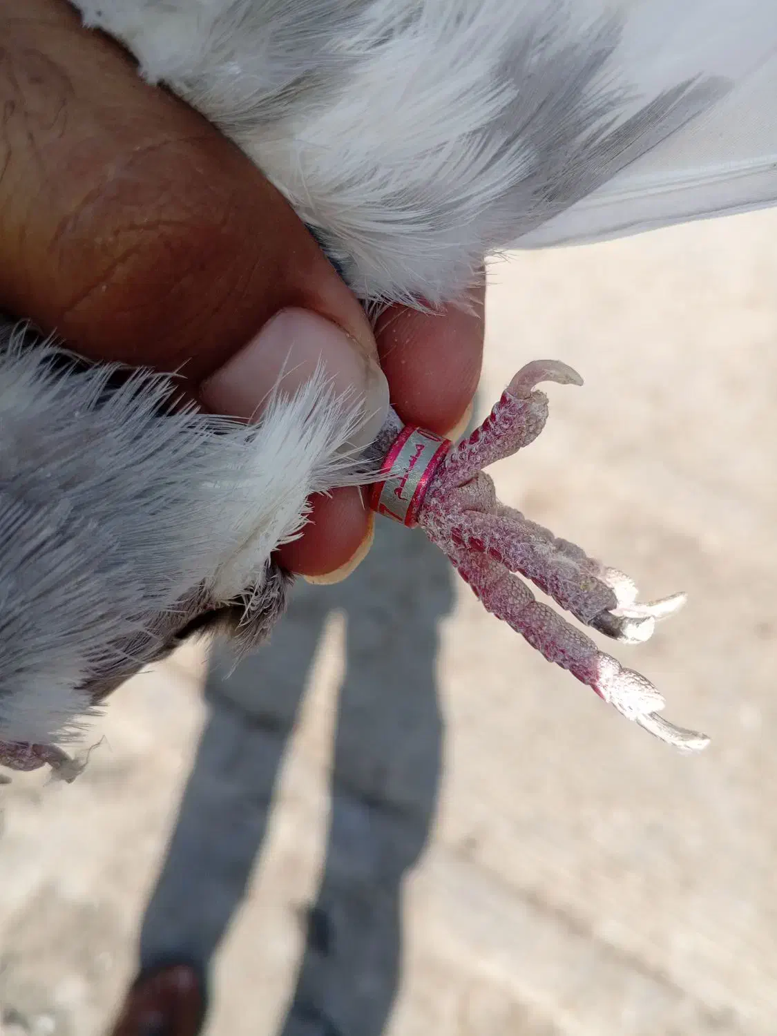 کبوتر لوت|پرنده|خرمشهر, |دیوار