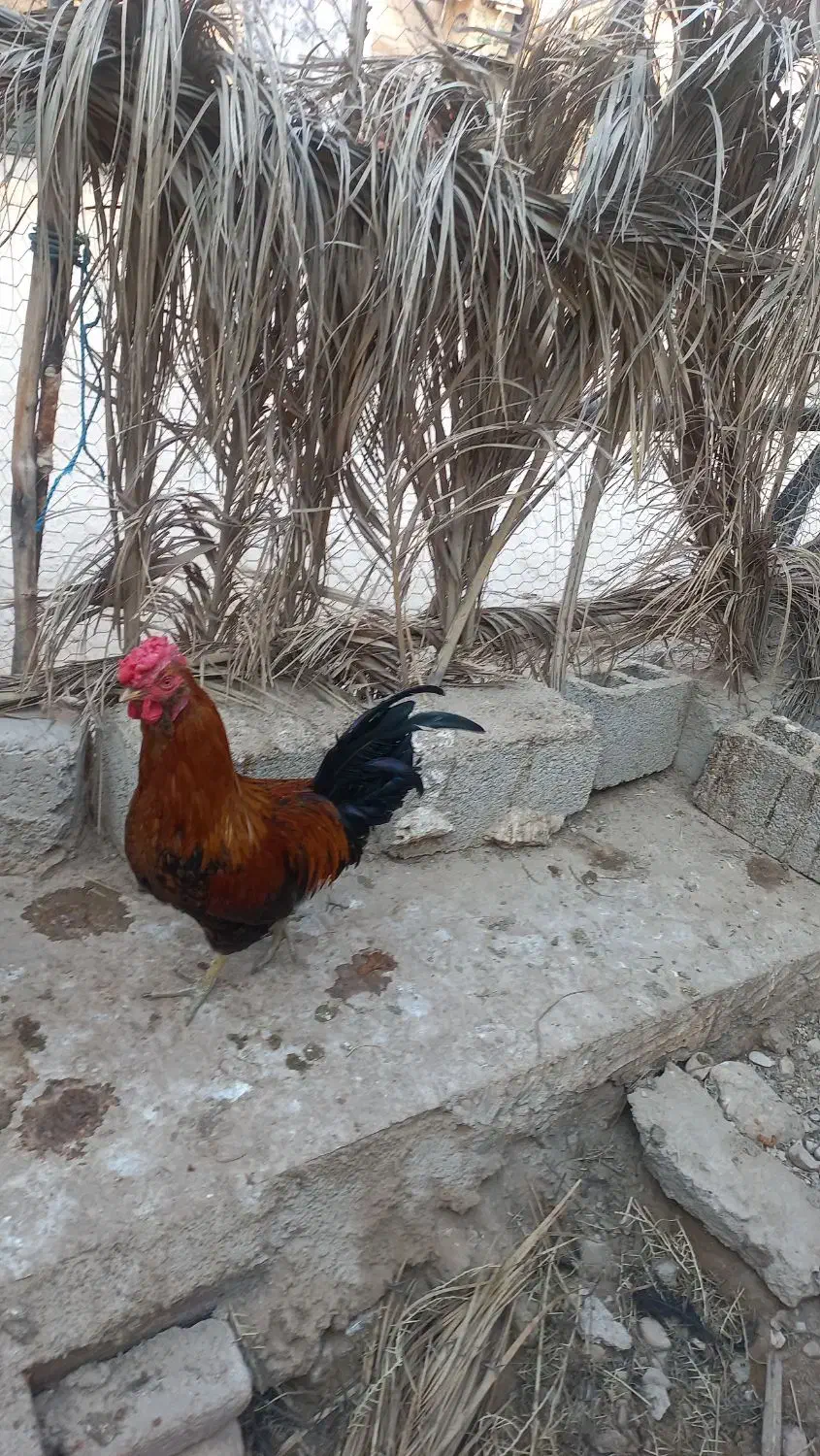 خروس جوان و زرنگ و مرغ گیر ۴۰ تاج و ریشی|حیوانات مزرعه|برازجان, |دیوار