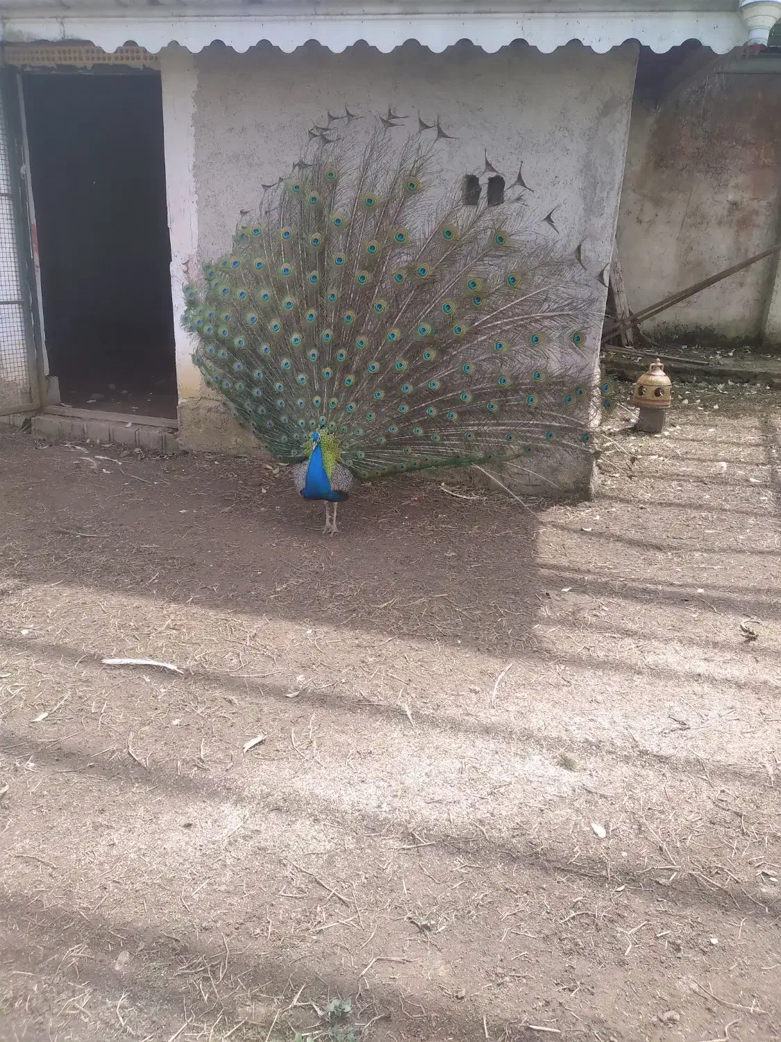 طاووس بالغ|پرنده|کلاچای, |دیوار