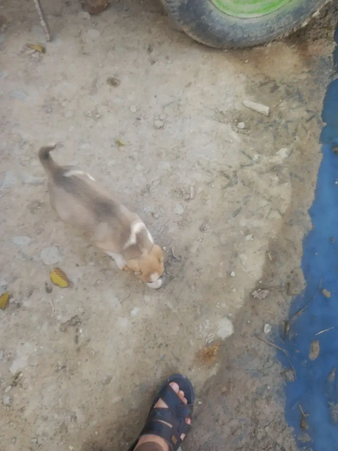 توله سگ|سگ|گرمخان, |دیوار