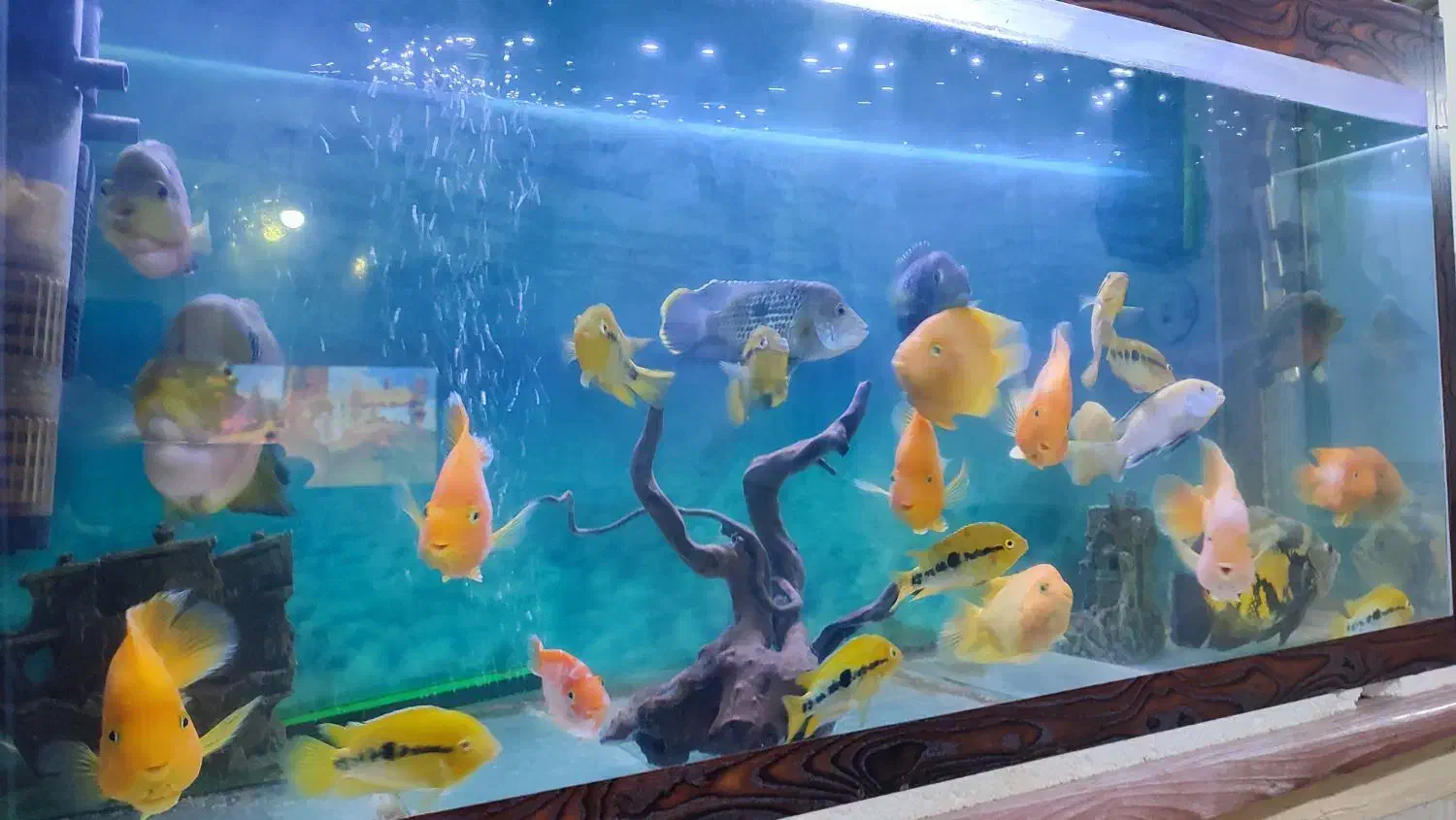 ماهی|ماهی|مشهد, شهید معقول|دیوار