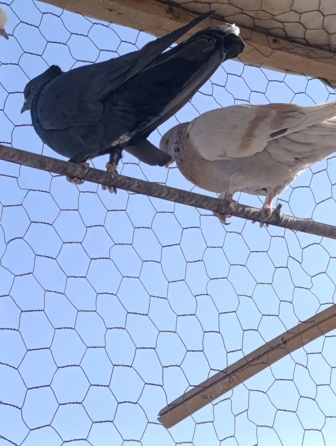 گفتر اصفهانی نر7عدد2عددماده|پرنده|برخوار, |دیوار