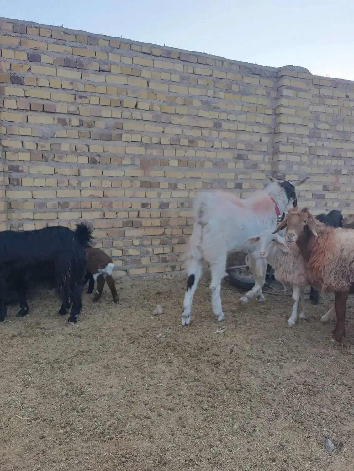 نربز بزغاله آمریکایی اصل|حیوانات مزرعه|تایباد, |دیوار