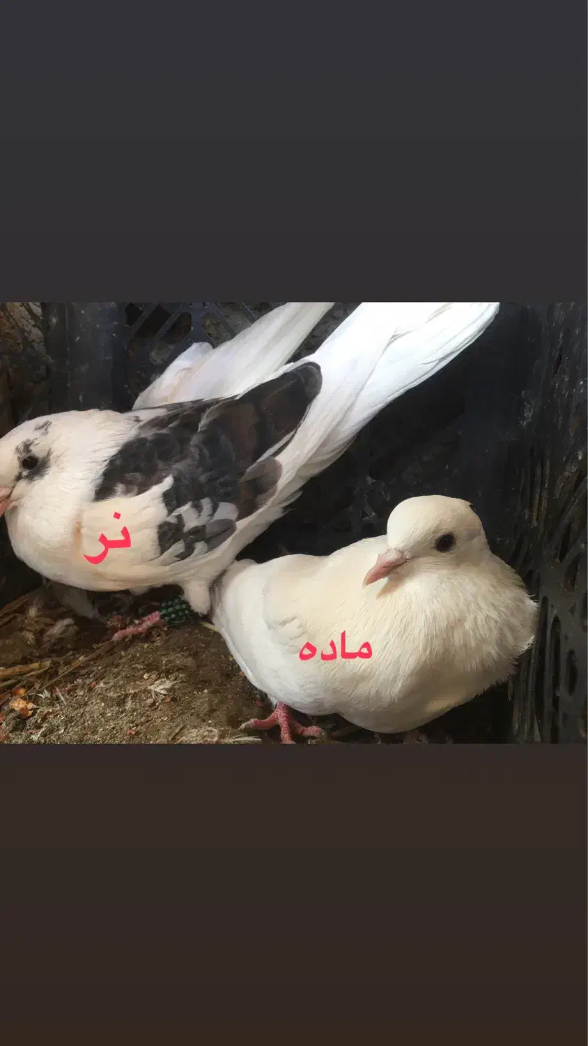 دوبر و اوچوم|پرنده|پارس‌آباد, |دیوار