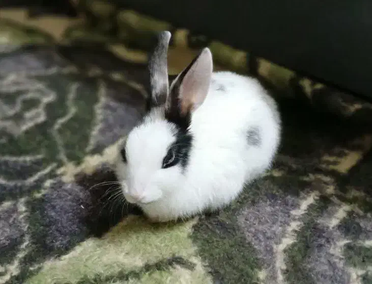 خرگوش بازیگوش|موش و خرگوش|قم, شهر قائم|دیوار