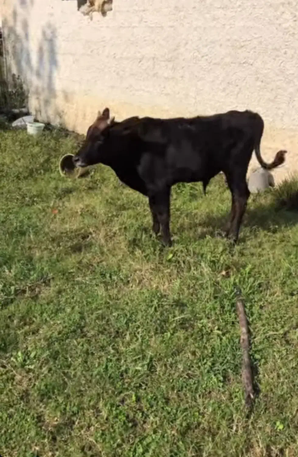 ورزا گوساله|حیوانات مزرعه|چالوس, |دیوار