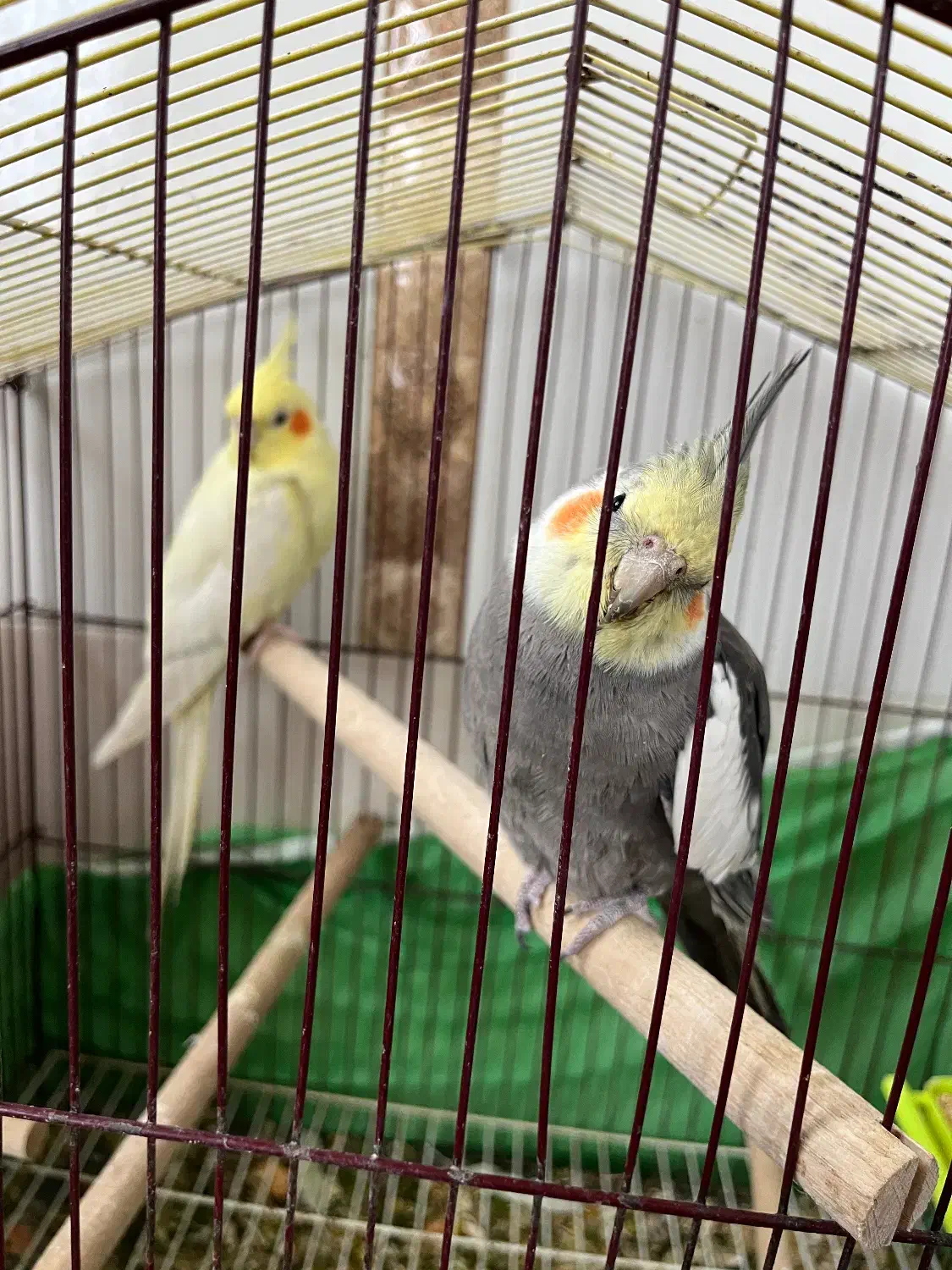 عروس|پرنده|جغین, |دیوار