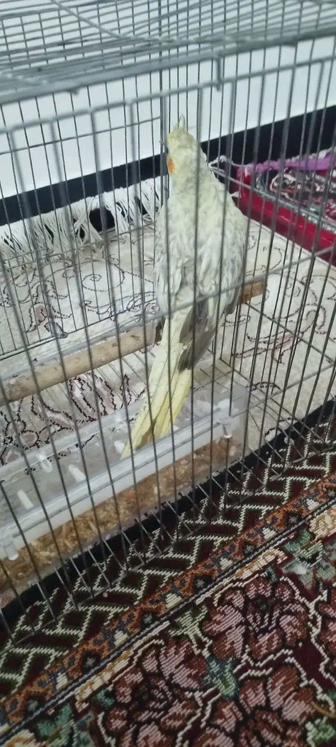 عروس هلندی نر|پرنده|نورآباد, |دیوار