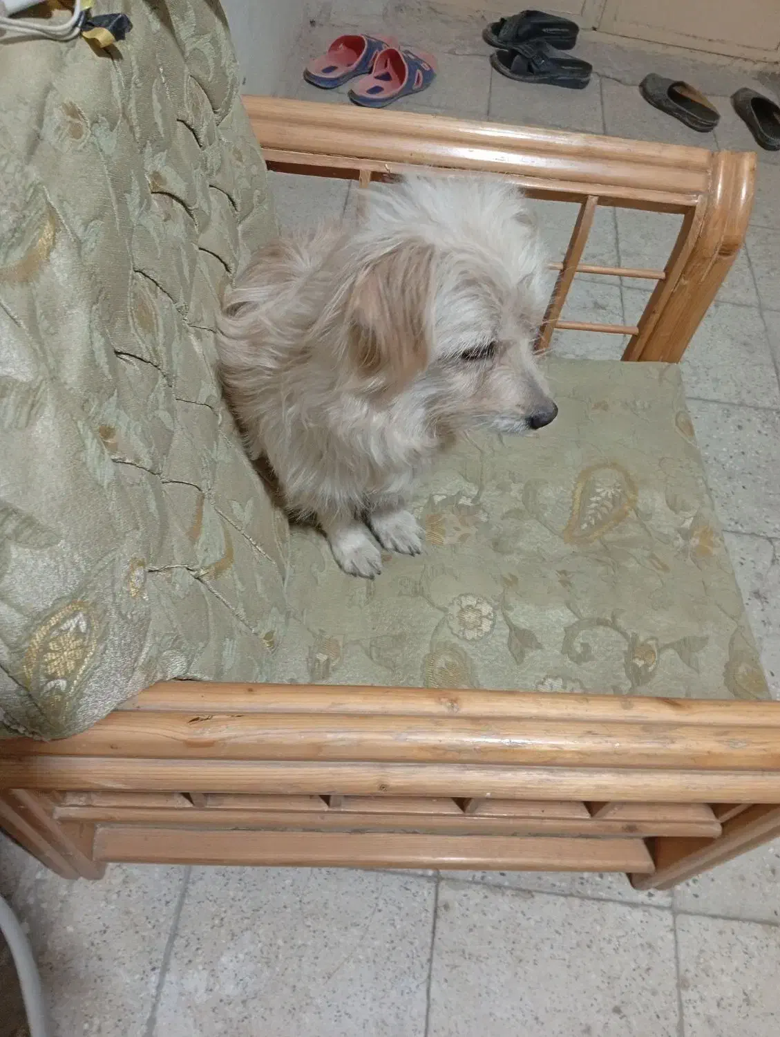 یک عددسگ شیتزوپاکوتاه دست آموزبانمک وشیطون|سگ|خمین, |دیوار