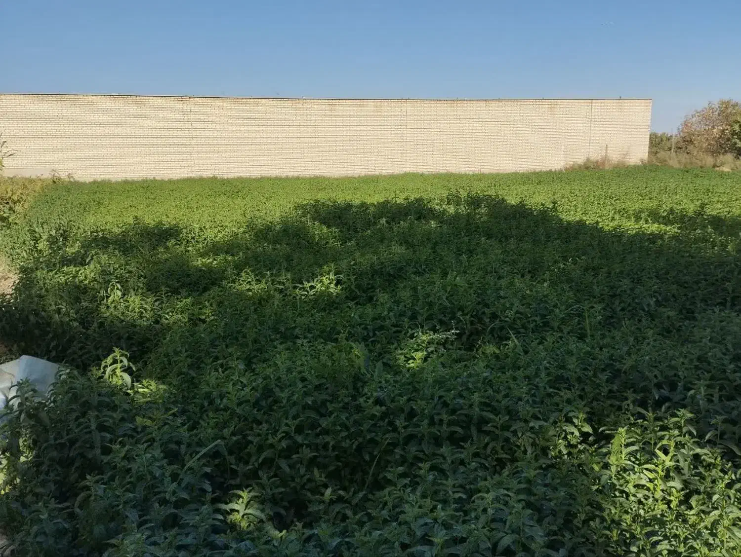 نعنا جهت خشک کردن|خوردنی و آشامیدنی|کاشان, یزد‌آباد|دیوار