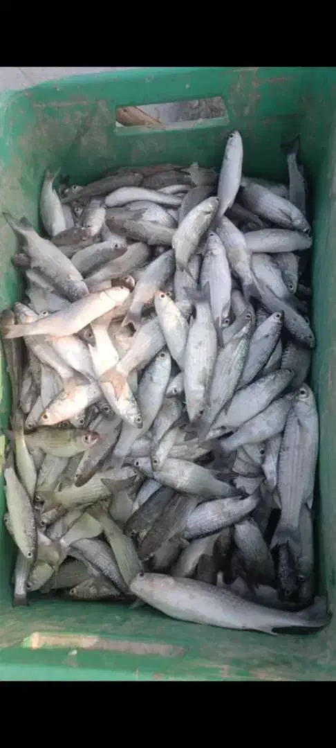 ماهی گاریز جنگل کورزین|ماهی|قشم, |دیوار