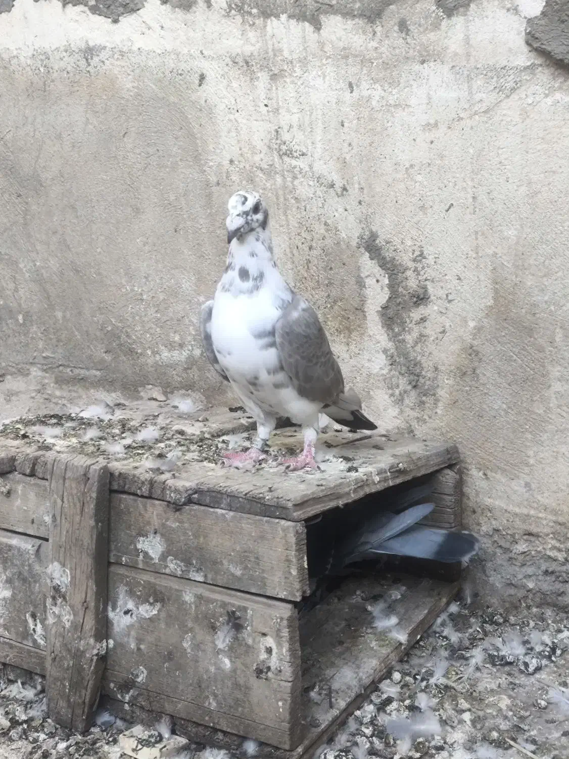 بزک سینه سفید|پرنده|شیراز, آبیاری|دیوار