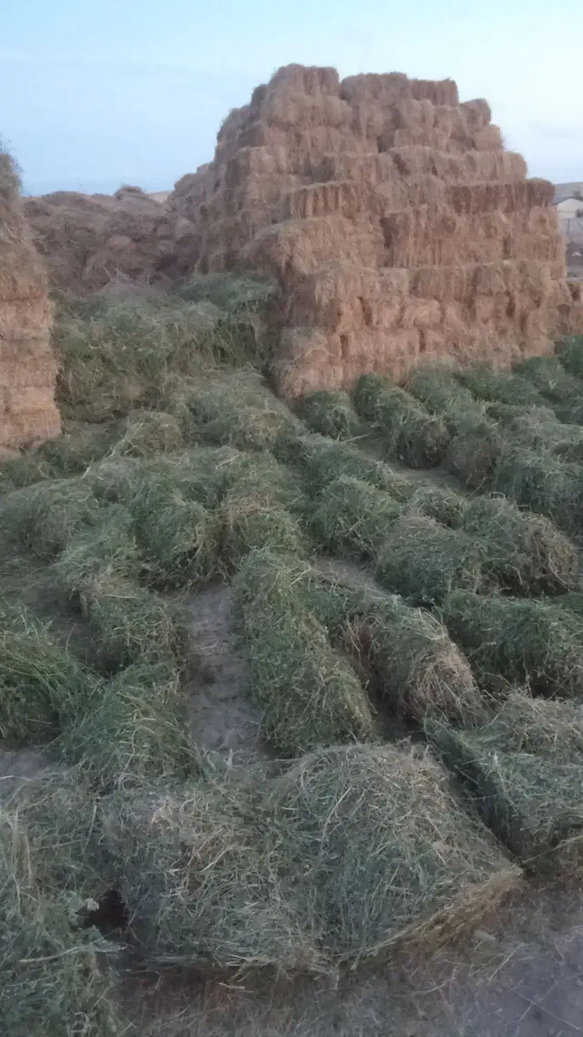 یونجه خالص|خدمات باغبانی و درختکاری|قره قوین, |دیوار