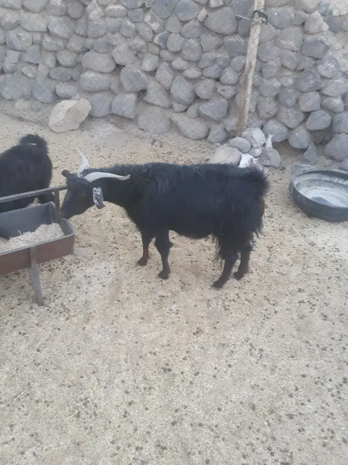 بز۸|حیوانات مزرعه|سربیشه, |دیوار