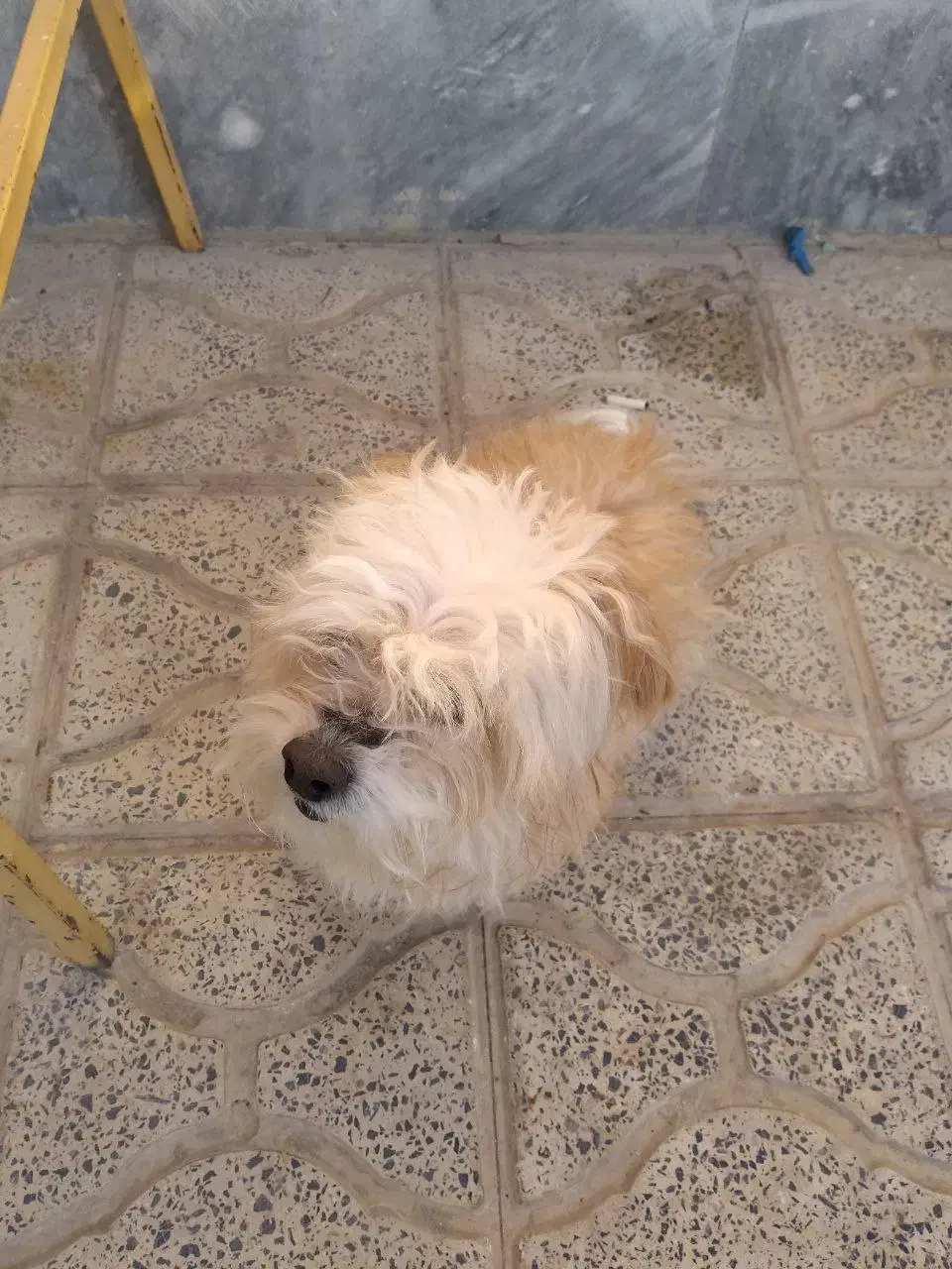 سگ گمشده|حیوانات|نجف‌آباد, ویلاشهر|دیوار