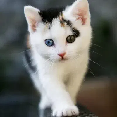 گربه|گربه|سبزوار, غرب نیروگاه|دیوار