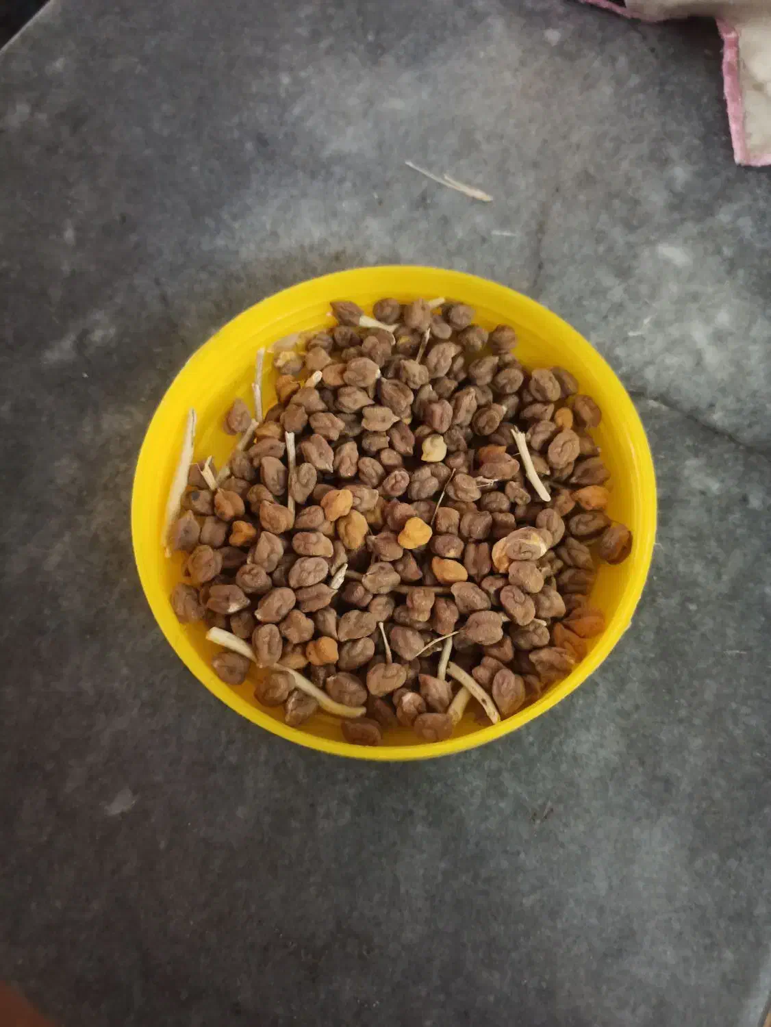 نخود لپه ای|خوردنی و آشامیدنی|قم, علی آباد|دیوار