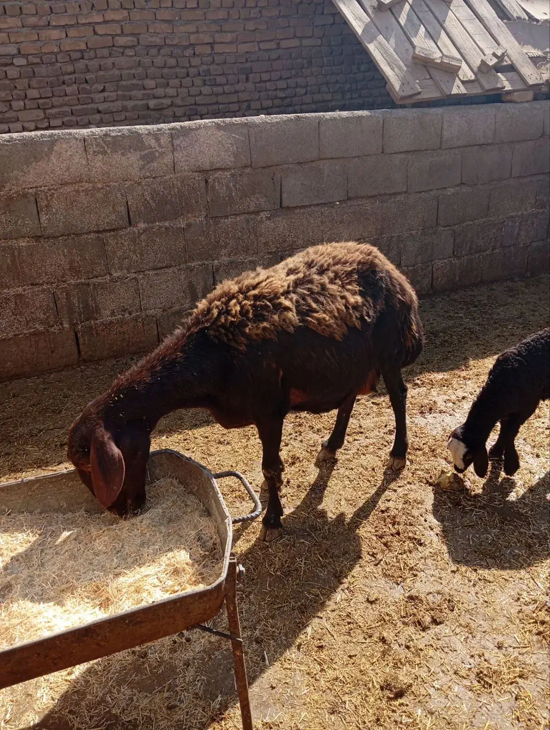 دوراس میش و بره غرل افشار|حیوانات مزرعه|بروجرد, |دیوار