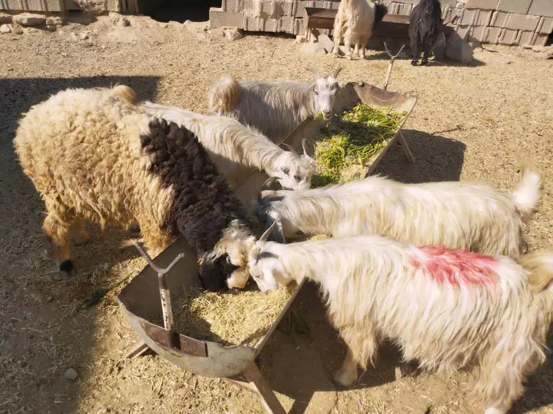 کهره چاق|حیوانات مزرعه|مرودشت, پشت سایپا‎|دیوار