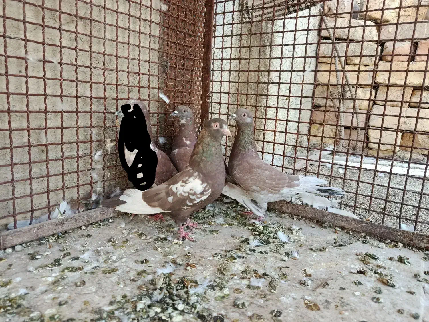 دو رگ پلاکی پرشی و ماده سینه|پرنده|مرودشت, گندم‎|دیوار