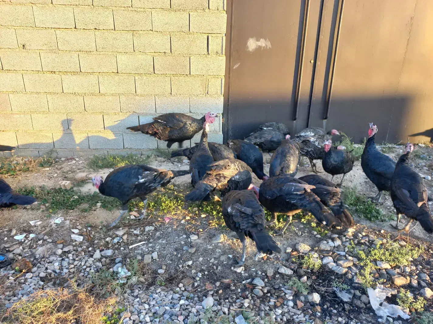 بوقلمون|حیوانات مزرعه|گنبد کاووس, |دیوار