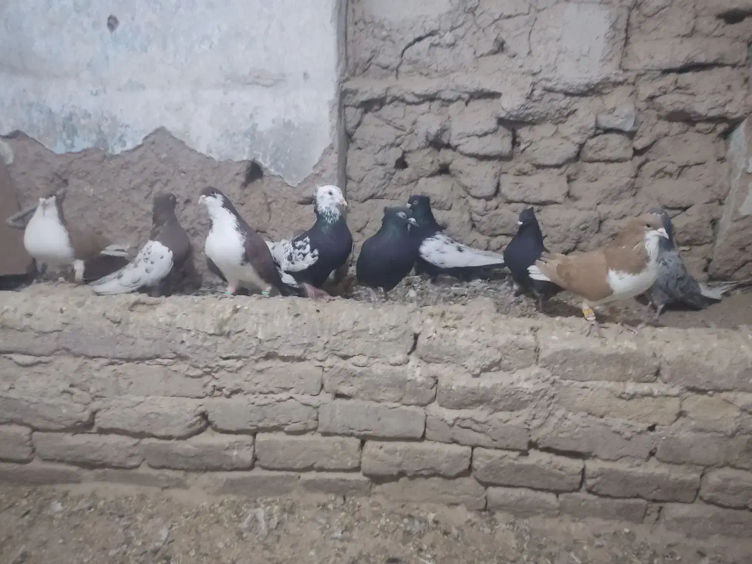 کبوتر رنگی دم سفید و خوش رنگ|پرنده|ابهر, |دیوار