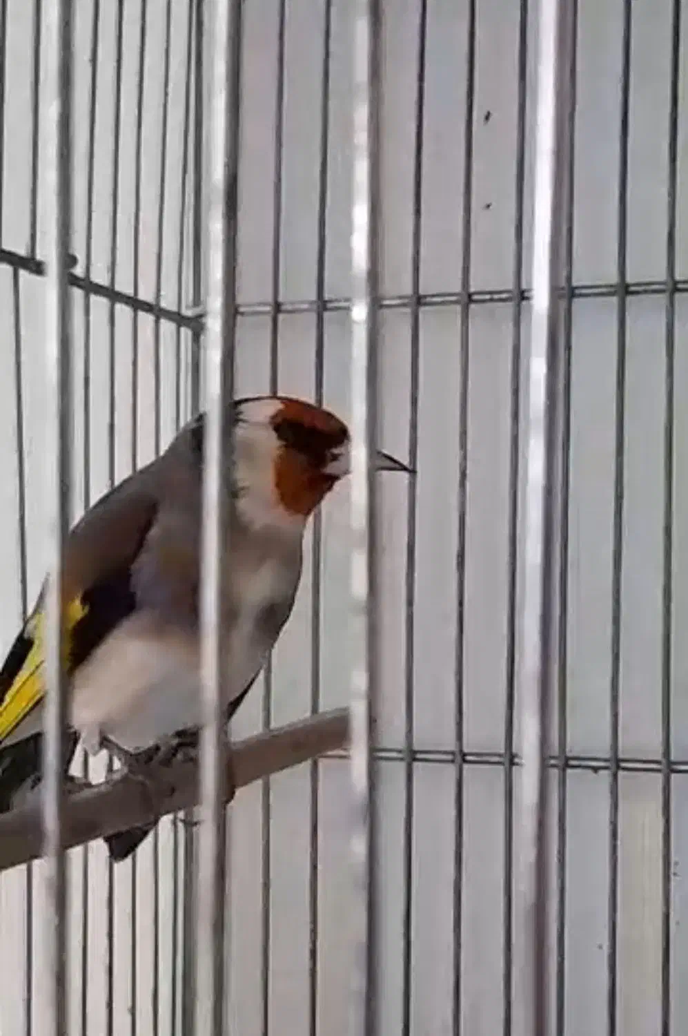 تخفیف هم داره|پرنده|مشهد, گلشور|دیوار