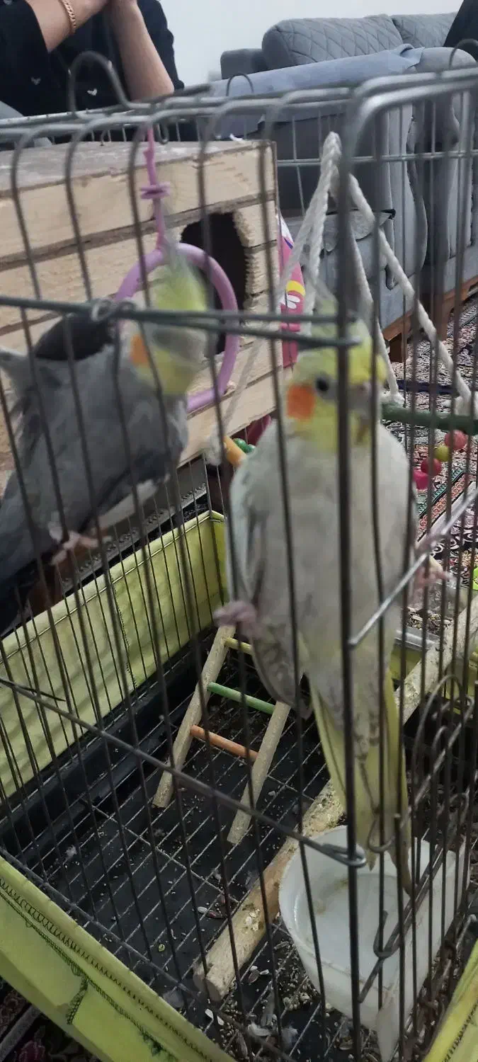 یک جفت عروس هلندی|پرنده|قدس, شهرقدس|دیوار