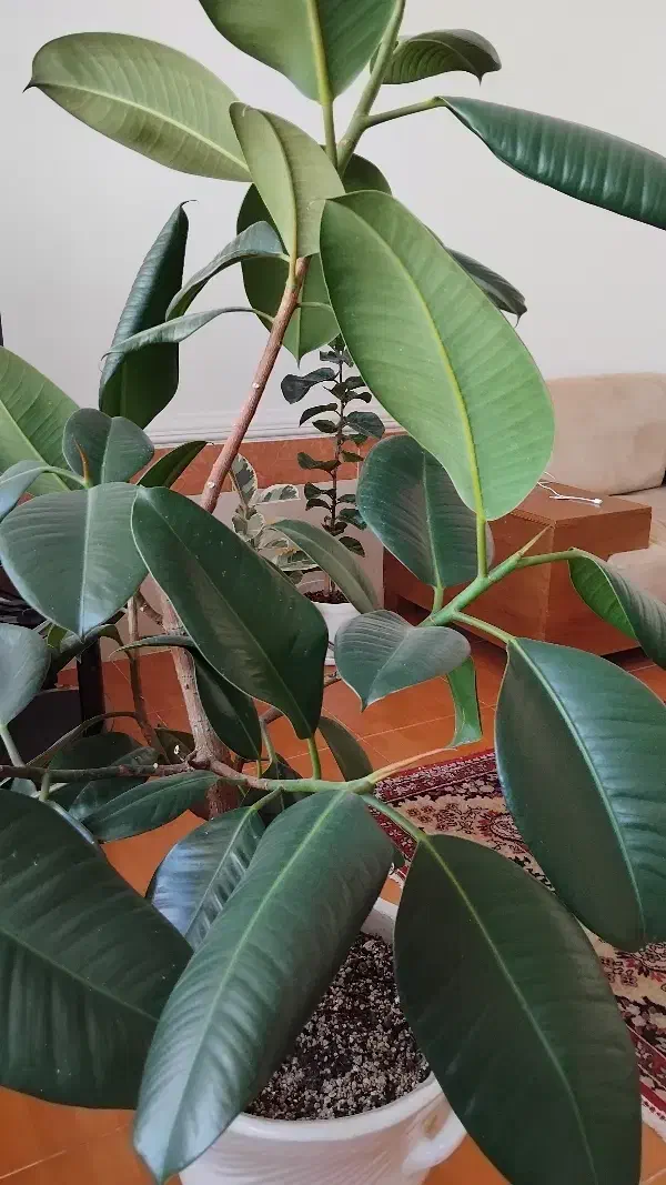 فیکوس|گل و گیاه طبیعی|بوشهر, |دیوار