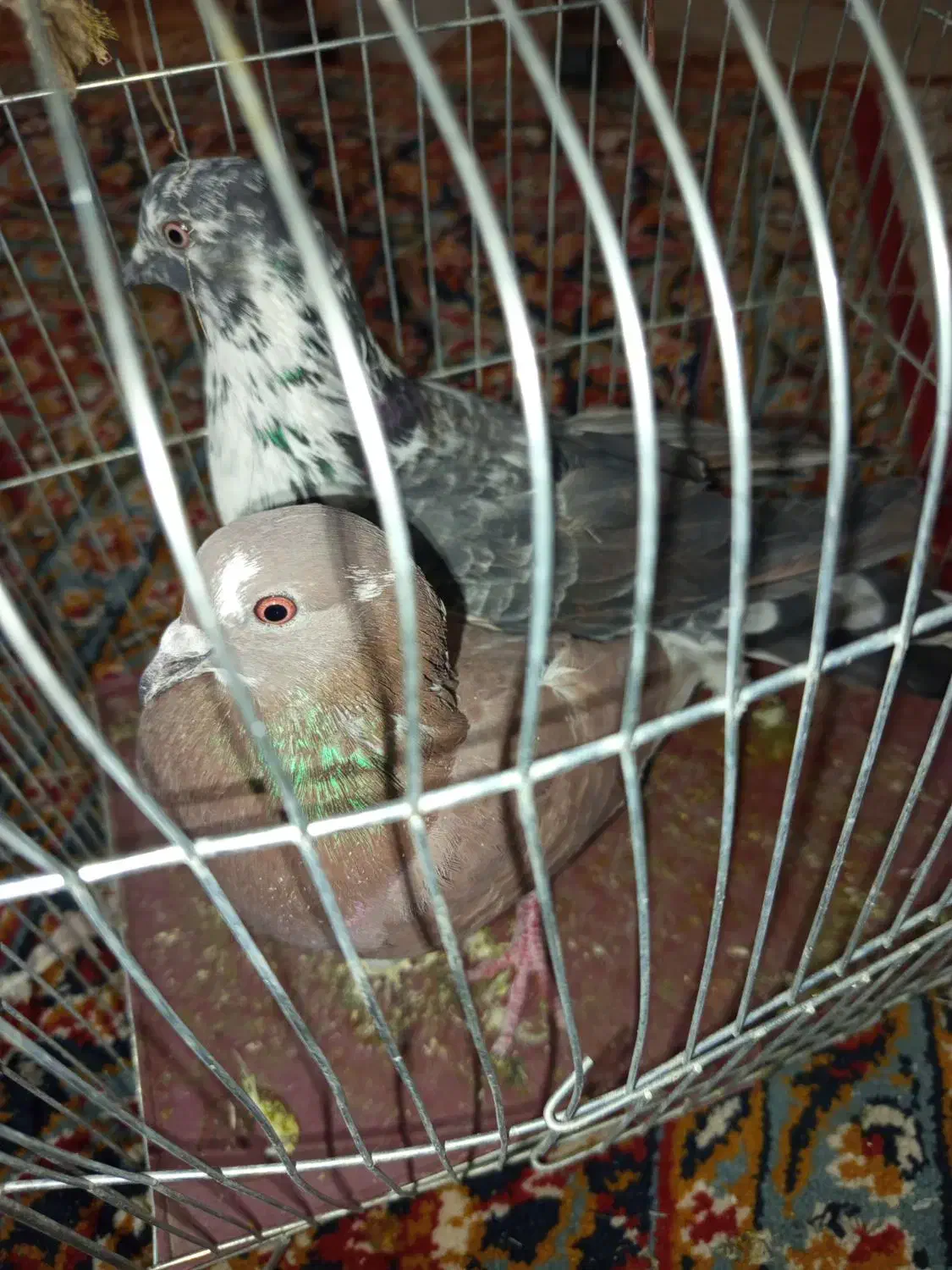 کفتر|پرنده|سراوان, |دیوار