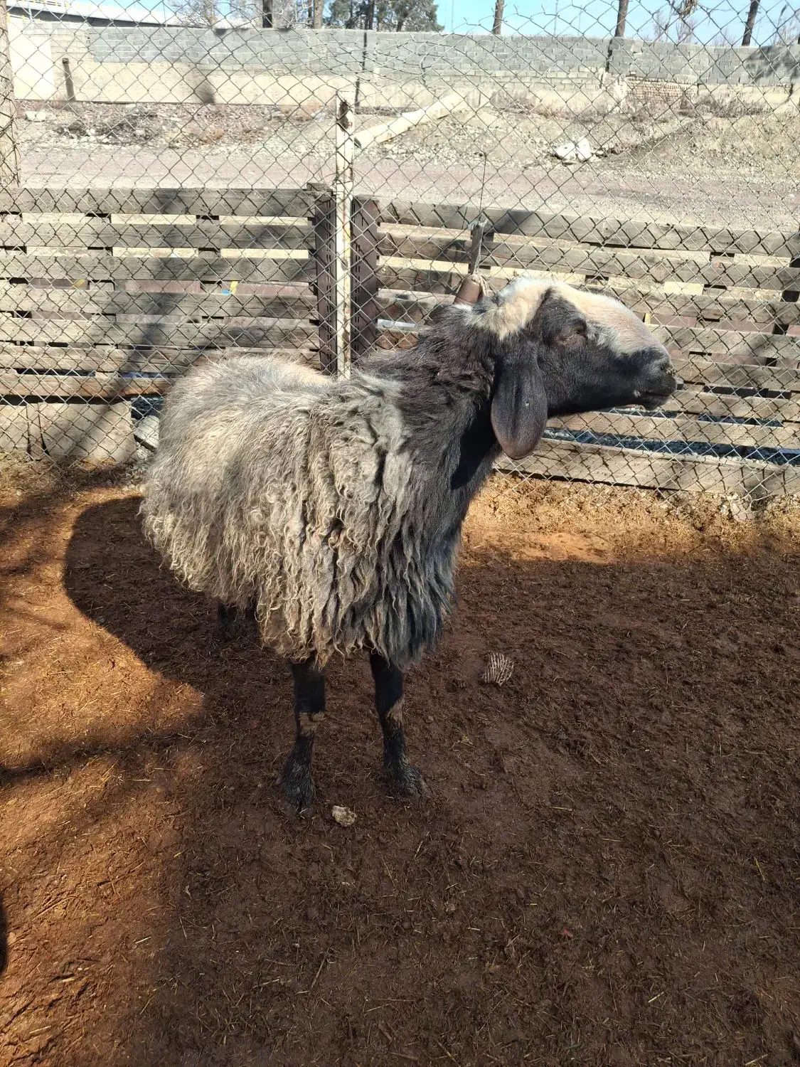 قوچ شال اصیل|حیوانات مزرعه|تهران, مقدم|دیوار