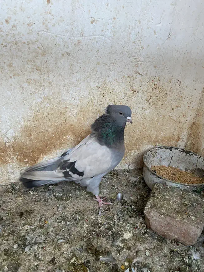 فروش چند عدد کبوتر قنار و نوک کوتاه|پرنده|شاهرود, |دیوار