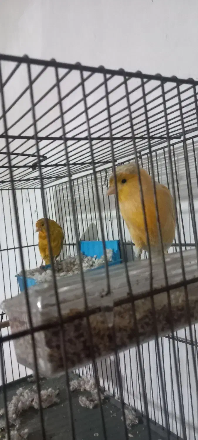 جفت قناری کار داده|پرنده|کرمان, |دیوار