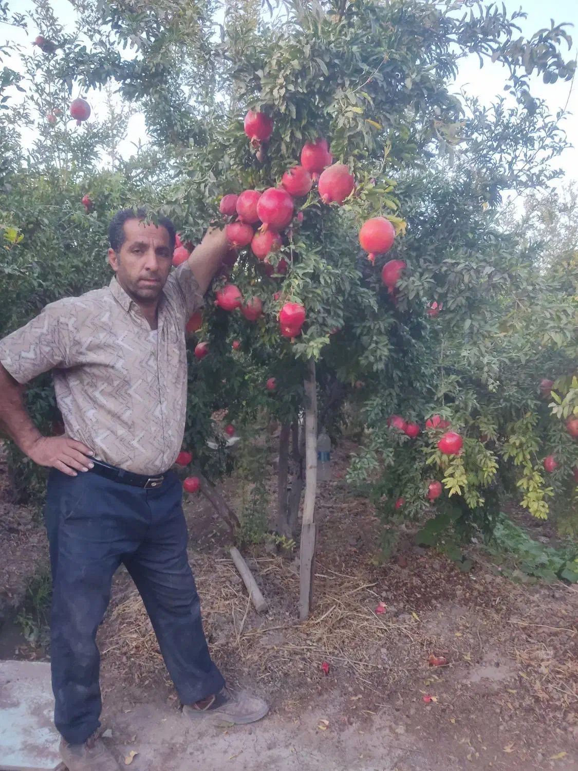 انار محلی درجه یک درب باغ|حراج|پیشوا, |دیوار