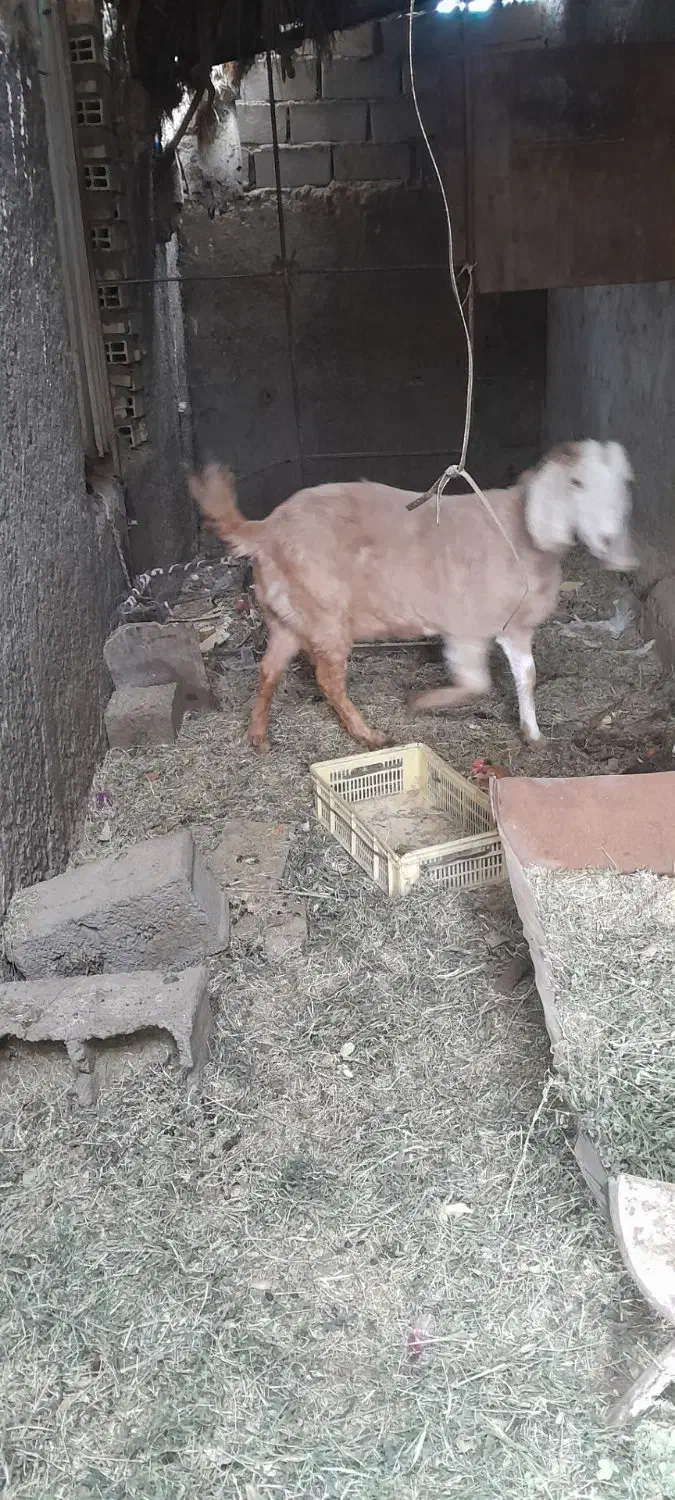 پرنده گوسفند|حیوانات|بم, |دیوار