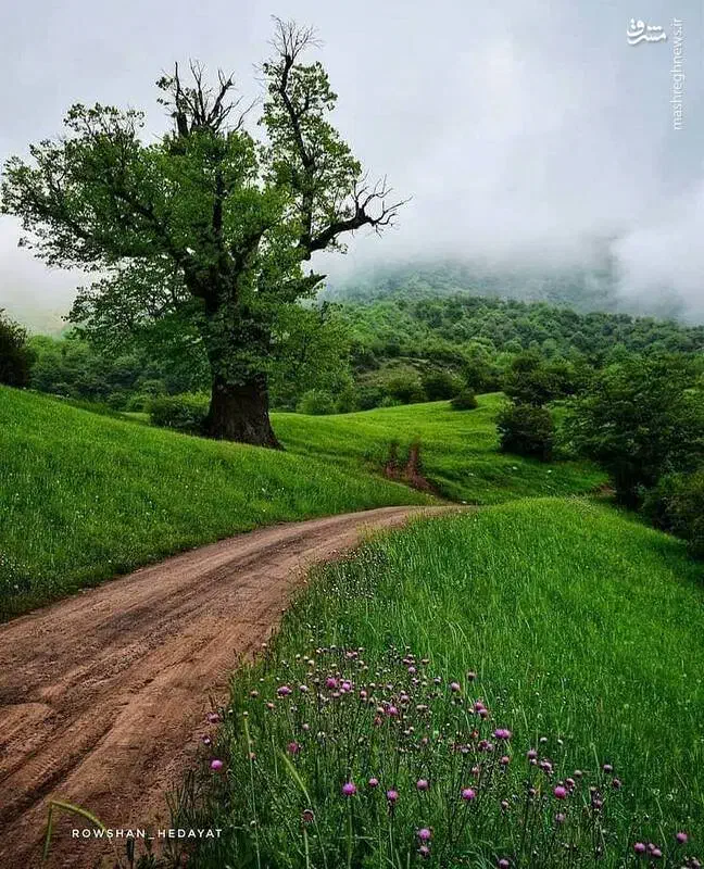 راهنمایی دندان پزشکی|فعالیت داوطلبانه|بجنورد, |دیوار