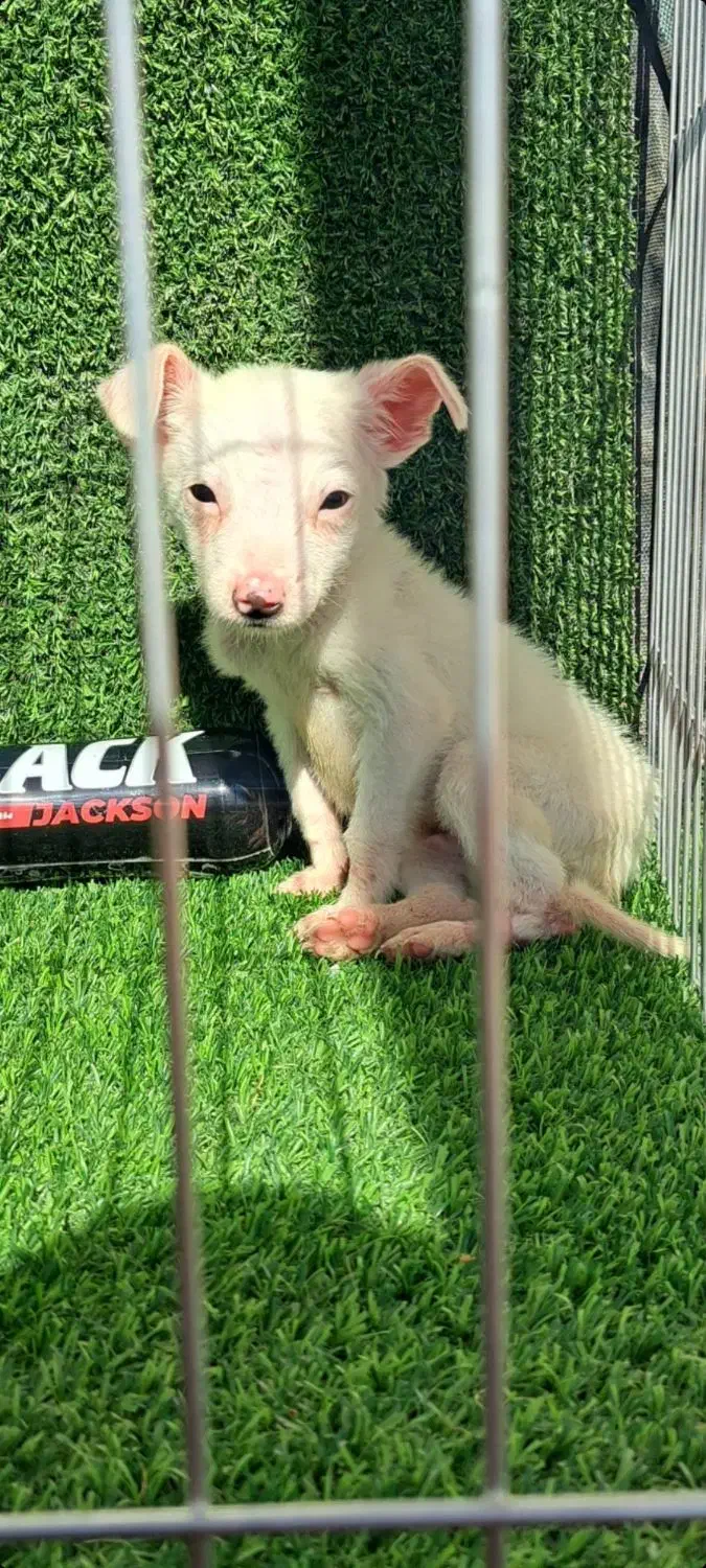 توله سگ شی وا وا جیبی|سگ|گرگان, |دیوار