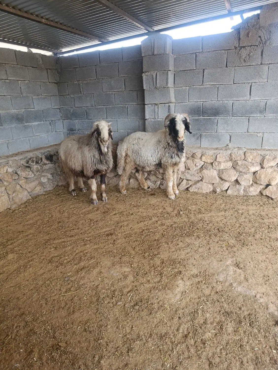 قوچ داشتی|حیوانات مزرعه|جره و بالاده, |دیوار