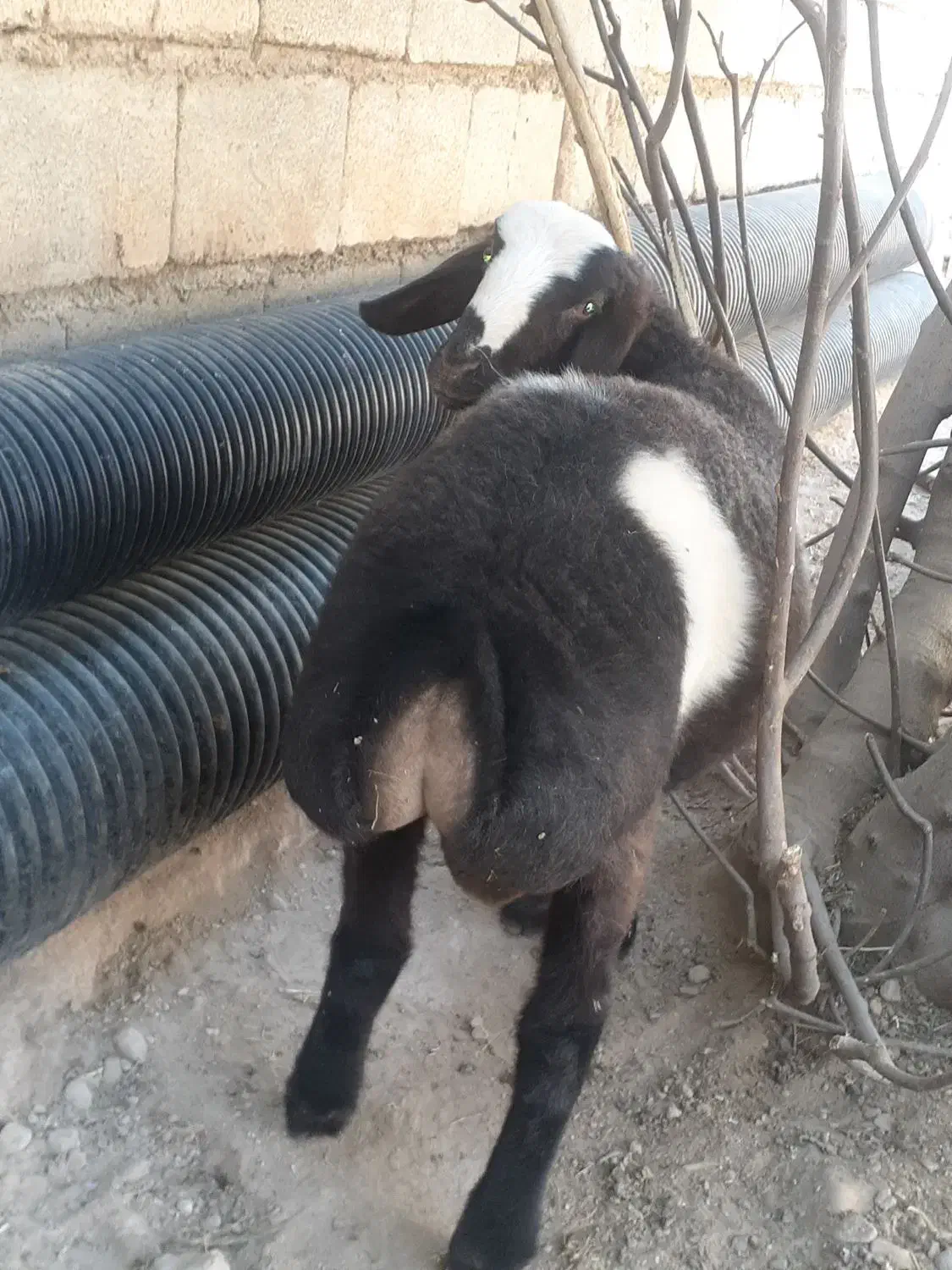 گوسفند (کاور)اصیل چینی|حیوانات مزرعه|گیلان غرب, |دیوار