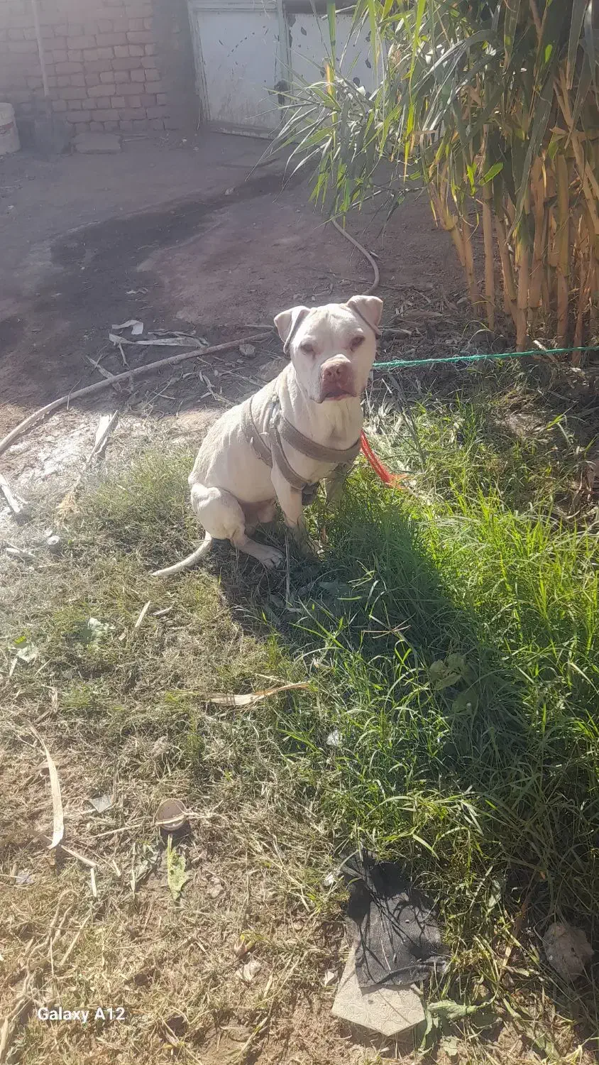 سگ پیت بول|سگ|کاشمر, |دیوار